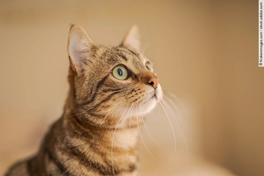 Neugierige getigerte Katze