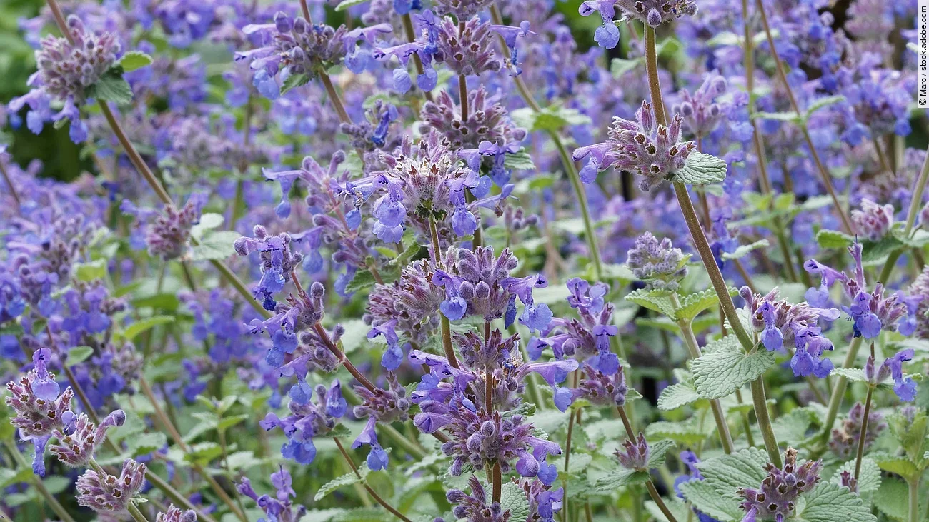 Bild von einer Katzenminze.