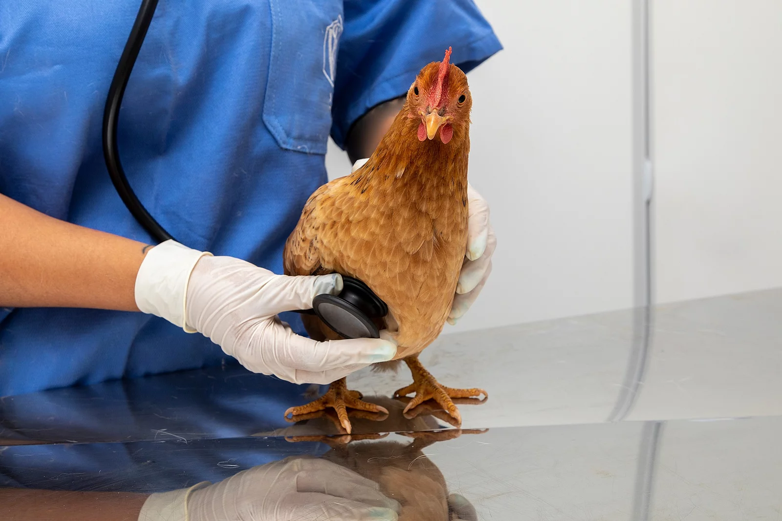Ein Huhn steht auf einem Behandlungstisch und wird untersucht.