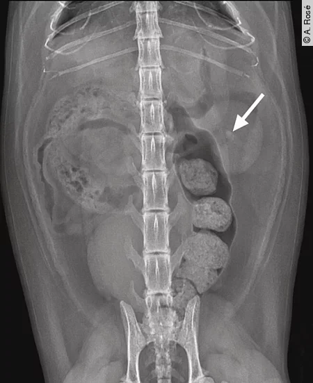 Ein Abdomen-Röntgenbild einer 12 Jahre alten EKH-Katze wurde im ventrodorsalen Strahlengang aufgenommen. Ein Abdomen-Röntgenbild einer 12 Jahre alten EKH-Katze wurde im ventrodorsalen Strahlengang aufgenommen.