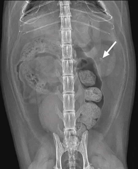 Ein Abdomen-Röntgenbild einer 12 Jahre alten EKH-Katze wurde im ventrodorsalen Strahlengang aufgenommen. 