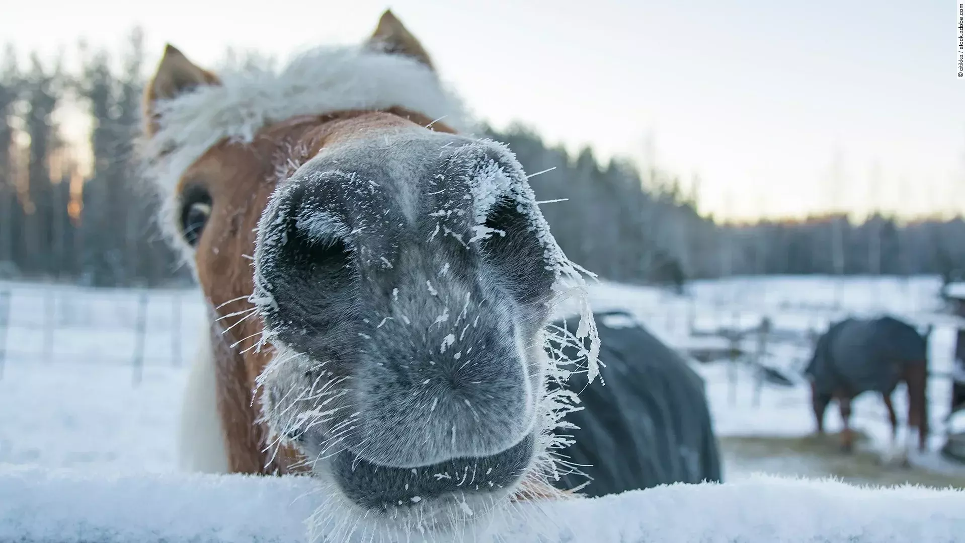 Ein Pferd streckt seine verschneite Nase in Richtung Kamera. Im Hintergrund stehen weitere Pferde. Alle tragen eine Winterdecke.