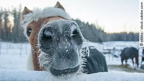 Ein Pferd streckt seine verschneite Nase in Richtung Kamera. Im Hintergrund stehen weitere Pferde. Alle tragen eine Winterdecke.