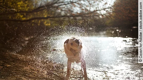 Ein Hund steht vor einem See und schüttelt sich.