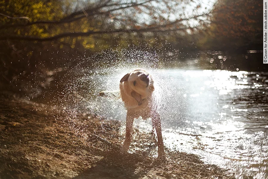 Ein Hund steht vor einem See und schüttelt sich.