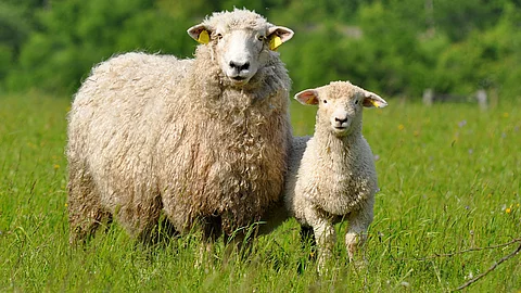 Schaf mit Lamm auf der Weide