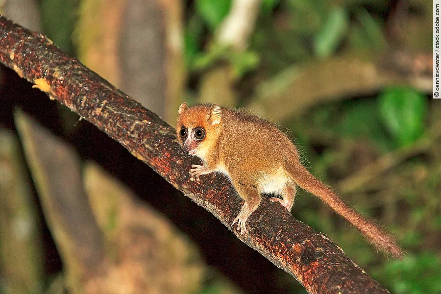 Mausmaki in Madagaskar
