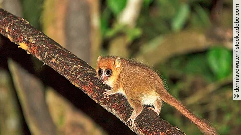 Mausmaki in Madagaskar