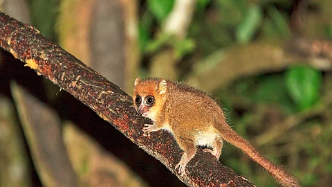 Mausmaki in Madagaskar