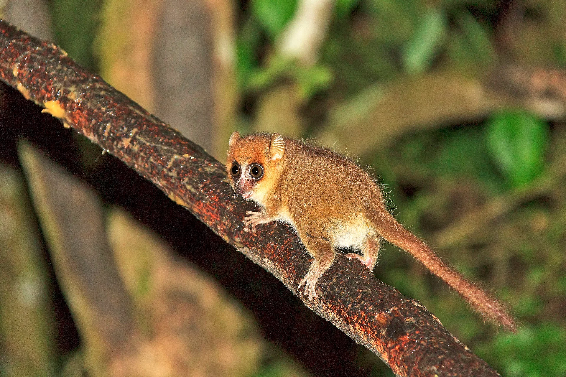 Mausmaki in Madagaskar