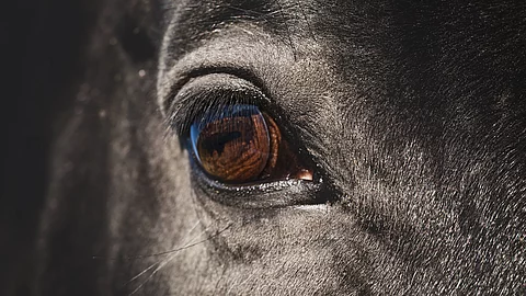 Nahaufnahme von dem rechten Auge von einem Pferd. Das Pferd ist ein Rappe. 