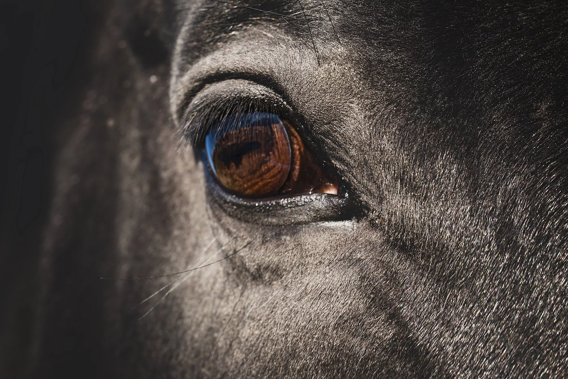 Nahaufnahme von dem rechten Auge von einem Pferd. Das Pferd ist ein Rappe. 