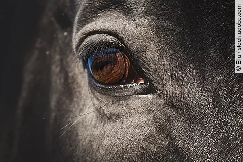 Nahaufnahme von dem rechten Auge von einem Pferd. Das Pferd ist ein Rappe. 