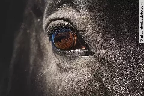 Nahaufnahme von dem rechten Auge von einem Pferd. Das Pferd ist ein Rappe. 