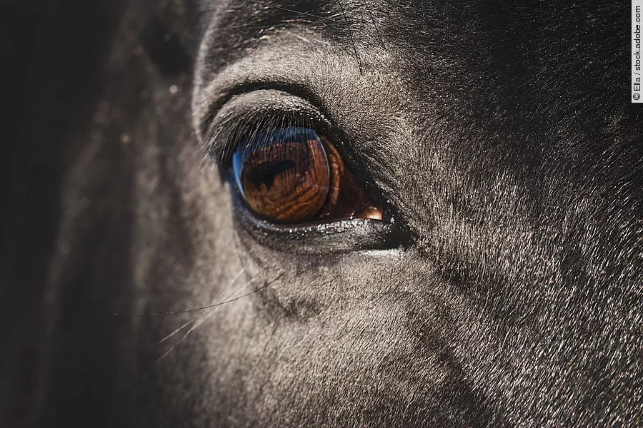 Horse's eye close up. Black horse's amber eye detail Nahaufnahme von dem rechten Auge von einem Pferd. Das Pferd ist ein Rappe.