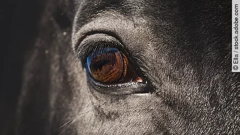 Nahaufnahme von dem rechten Auge von einem Pferd. Das Pferd ist ein Rappe. 