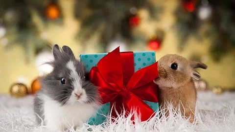 Animal, Rabbit, bunny on Christmas background
