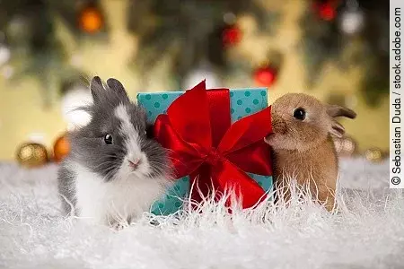 Animal, Rabbit, bunny on Christmas background