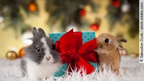 Animal, Rabbit, bunny on Christmas background