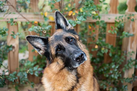 Porträt Deutscher Schäferhund vor Gartenzaun