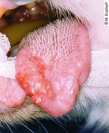 Granulom am Zungenrand