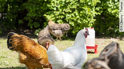 Eine Gruppe Hühner sind einem Garten.