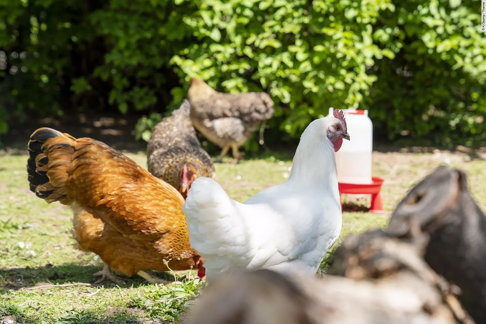 Eine Gruppe Hühner sind einem Garten.