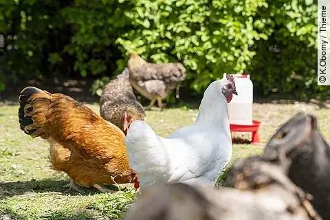 Eine Gruppe Hühner sind einem Garten.