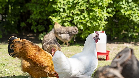 Eine Gruppe Hühner sind einem Garten.