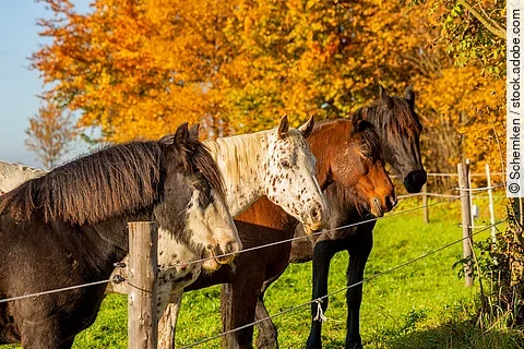 Pferde auf einer Weide hinter einem Zaun
