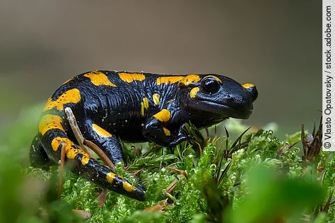 Feuersalamander