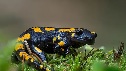 Feuersalamander
