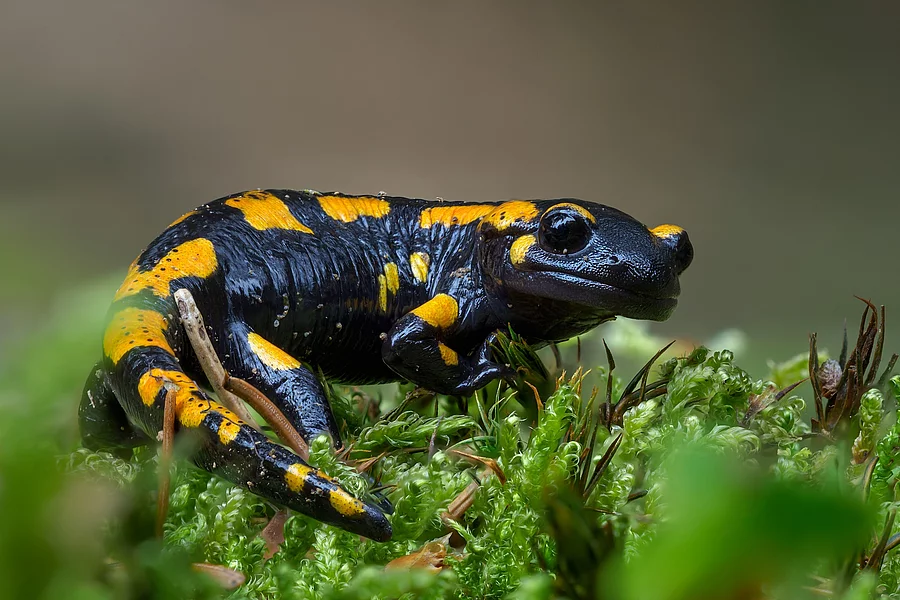 Feuersalamander