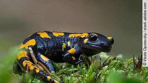 Feuersalamander