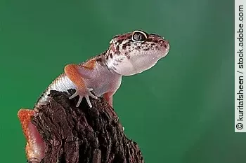 Leopard geckol closeup head on wood, leopard gecko lookong for p