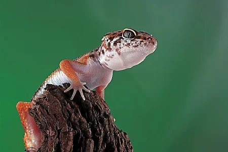 Leopard geckol closeup head on wood, leopard gecko lookong for p