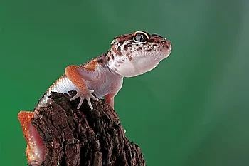 Leopard geckol closeup head on wood, leopard gecko lookong for p