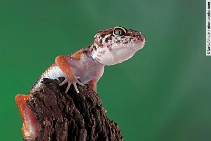 Leopard geckol closeup head on wood, leopard gecko lookong for p