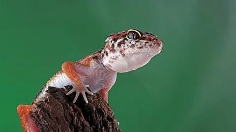 Leopard geckol closeup head on wood, leopard gecko lookong for p