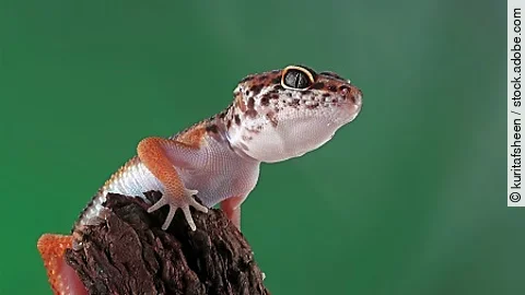 Leopard geckol closeup head on wood, leopard gecko lookong for p