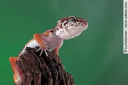 Leopard geckol closeup head on wood, leopard gecko lookong for p
