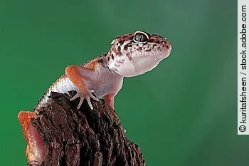 Leopard geckol closeup head on wood, leopard gecko lookong for p