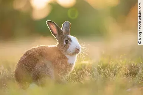 Entzückendes Kaninchen, das auf dem Gras sitzt und mit einem natürlichen Hintergrund unter Sonnenlicht über die Wiese blickt. Das Fell des Tiers ist bräunlich und an der Brust weiß. 