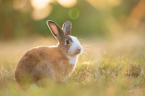 Entzückendes Kaninchen, das auf dem Gras sitzt und mit einem natürlichen Hintergrund unter Sonnenlicht über die Wiese blickt. Das Fell des Tiers ist bräunlich und an der Brust weiß. 