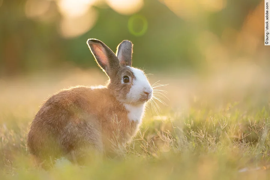 Kaninchen, das auf dem Gras sitzt. Entzückendes Kaninchen, das auf dem Gras sitzt und mit einem natürlichen Hintergrund unter Sonnenlicht über die Wiese blickt. Das Fell des Tiers ist bräunlich und an der Brust weiß.