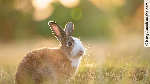 Kaninchen, das auf dem Gras sitzt. Entzückendes Kaninchen, das auf dem Gras sitzt und mit einem natürlichen Hintergrund unter Sonnenlicht über die Wiese blickt. Das Fell des Tiers ist bräunlich und an der Brust weiß.
