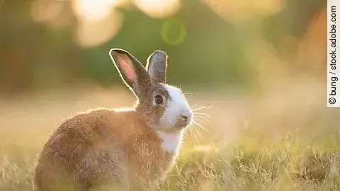 Entzückendes Kaninchen, das auf dem Gras sitzt und mit einem natürlichen Hintergrund unter Sonnenlicht über die Wiese blickt. Das Fell des Tiers ist bräunlich und an der Brust weiß. 