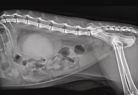 Ein Röntgenbild einer 2 Jahre alten Europäisch Kurzhaarkatze zeigt ihr Abdomen und ihr Becken.