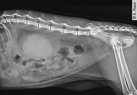 Ein Röntgenbild einer 2 Jahre alten Europäisch Kurzhaarkatze zeigt ihr Abdomen und ihr Becken. Ein Röntgenbild einer 2 Jahre alten Europäisch Kurzhaarkatze zeigt ihr Abdomen und ihr Becken.