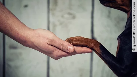 Hand und Pfote von Hund und Herrchen